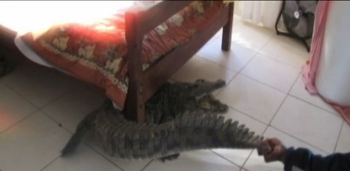 crocodile under bed 2