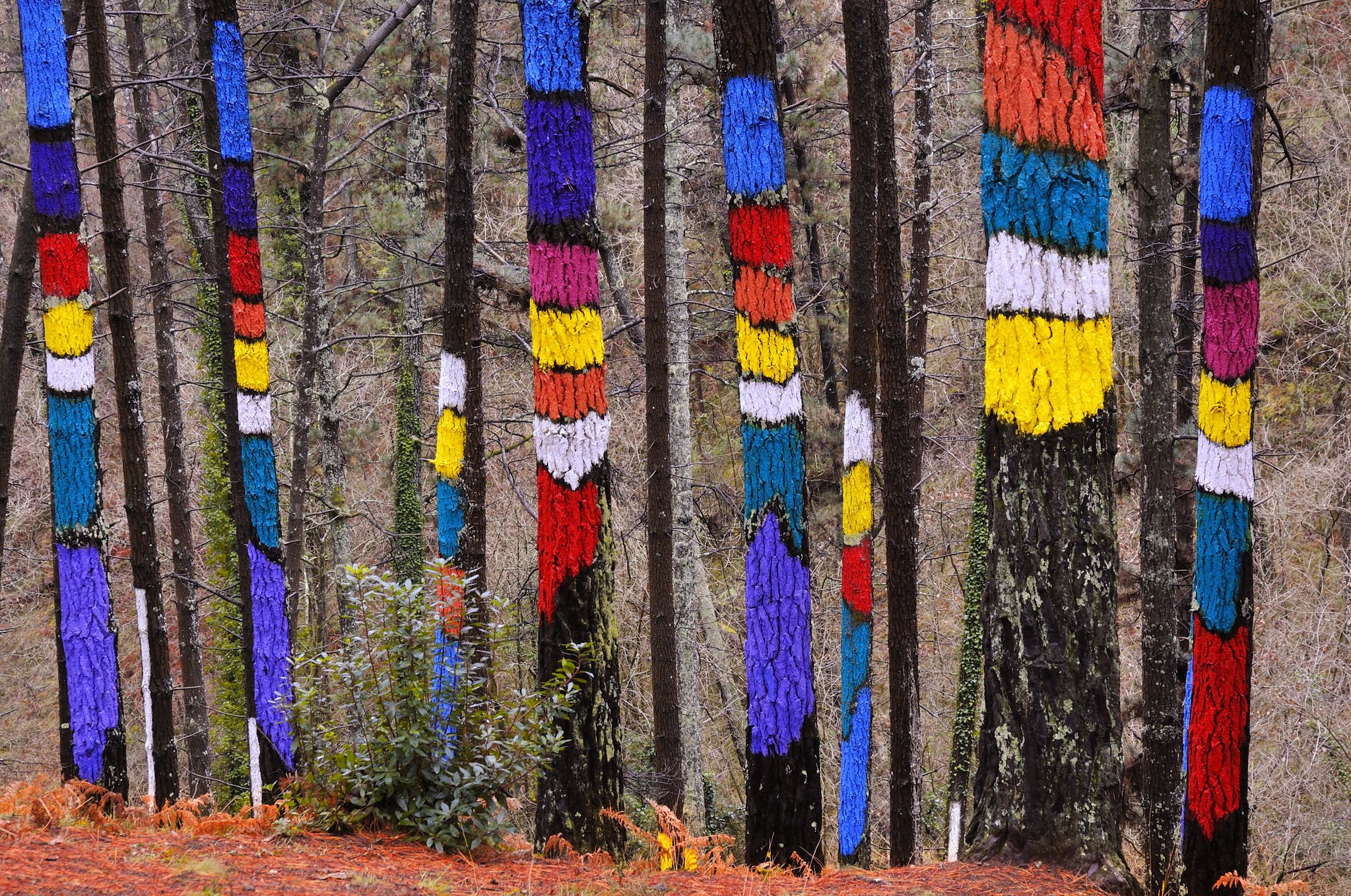 Painted Forest of Oma