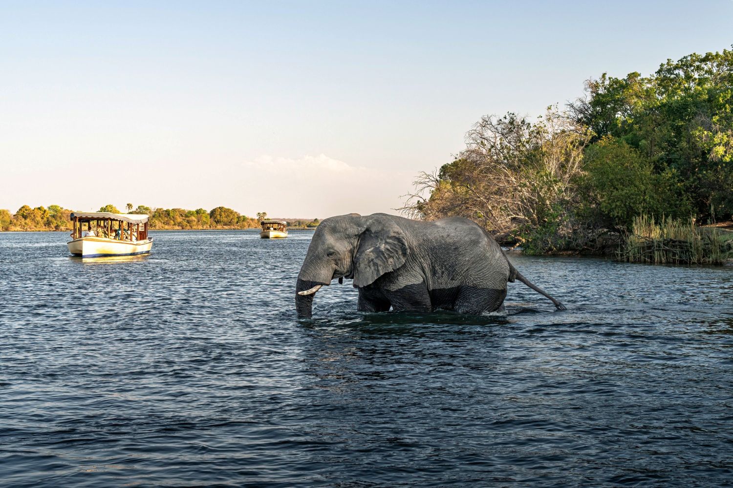 Zambezi River Cruise