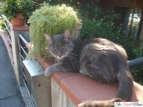 Agriturismo_Casanova_cat