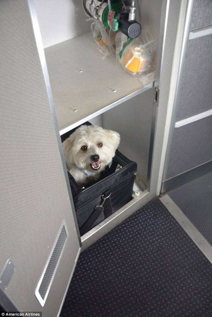 American Airlines First Class for Pets - Cuddle Class Caters to Animal ...