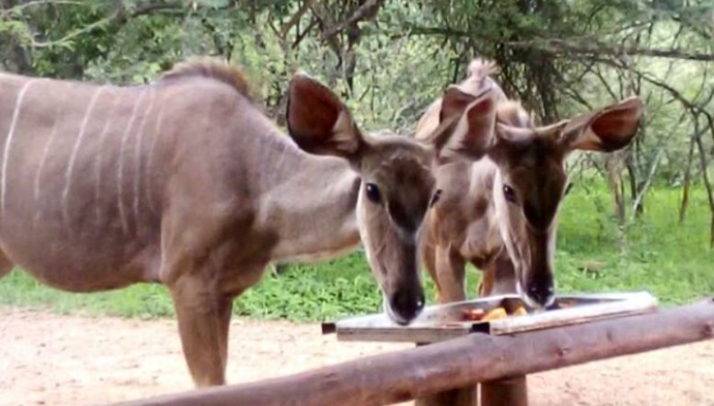 Antelope enjoy approved snacks - Jane Flowers - Instagram
