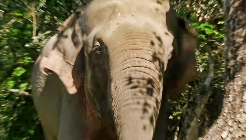 Asian Elephants live in National Parks - BBC Travel Show - YouTube