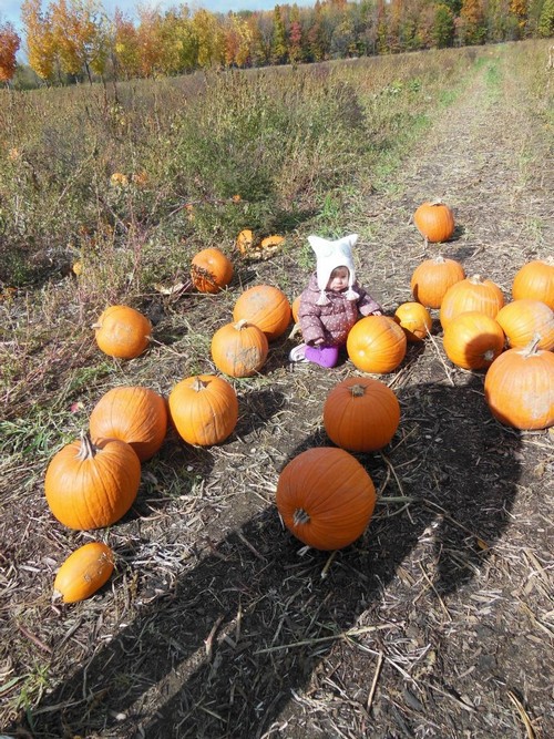 Halloween Family Fun: Pumpkin Picking On a Farm with Our Toddler Halloween Family Fun: Pumpkin Picking On a Farm with Our Toddler