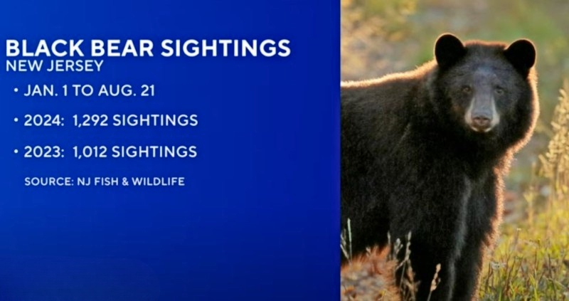 Black Bears Occur Naturally in New Jersey - CBS News - YouTube