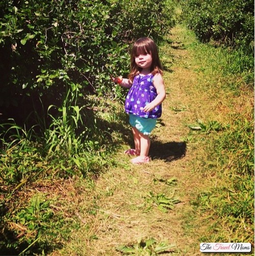 Blueberry-picking-with-a-toddler