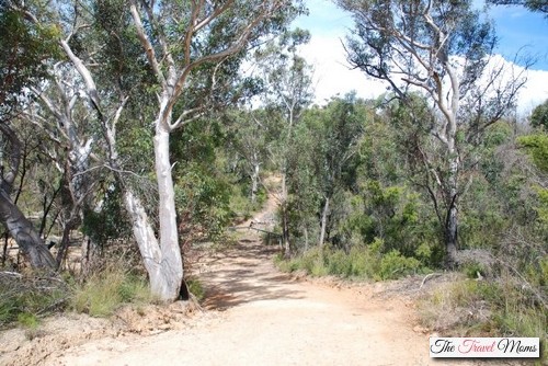 Bush-Walk-Australia