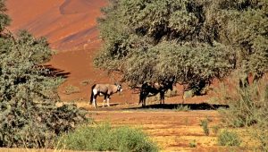 Desert Orynx At Sossusvlei - Image credit J Flowers
