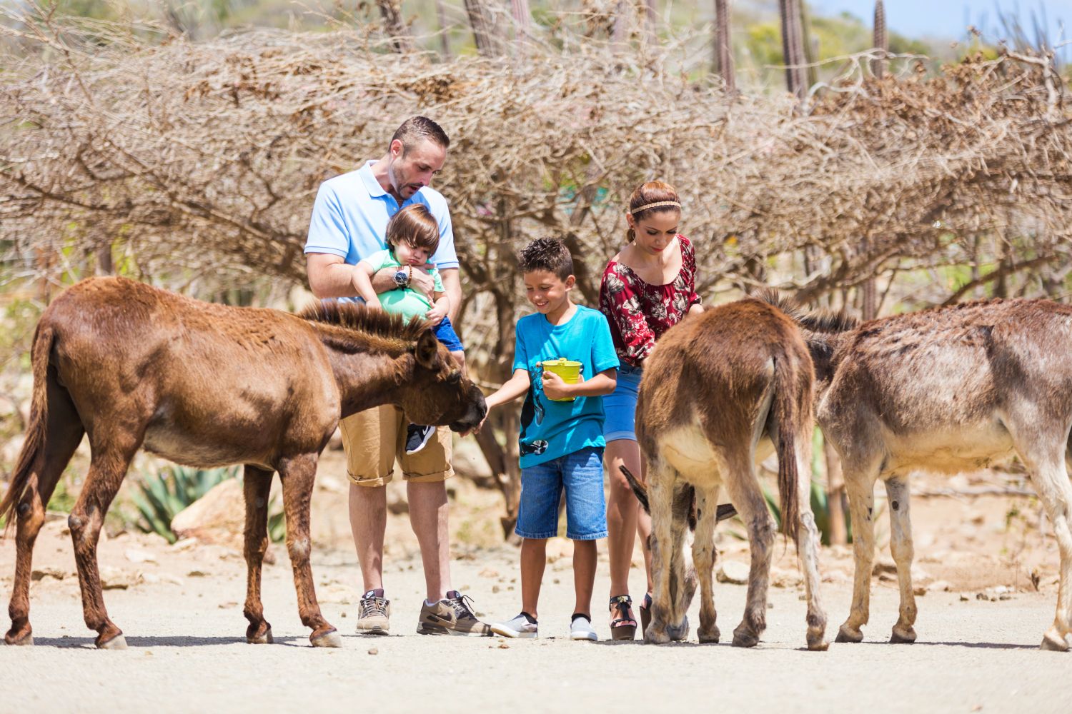 Donkey Sanctuary