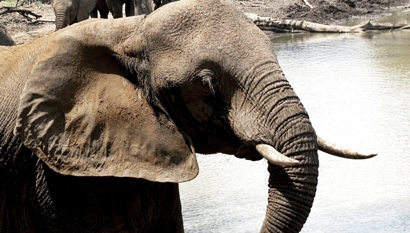 Elephant encounter on a guided walk - Image credit - Jane Flowers