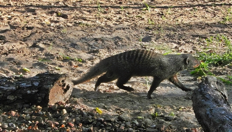 Expect animals both large and small to visit you - Image credit Jane Flowers