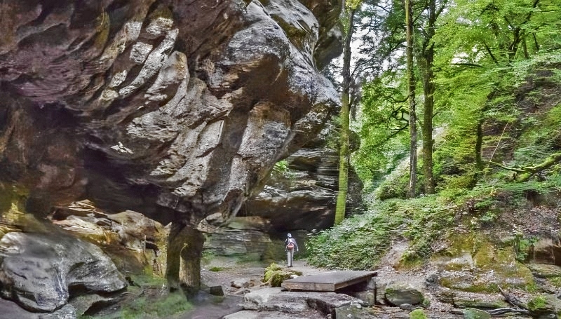 Forests and secret places - CCO - 4556093 - PIxabay