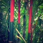 Hawaii Tropical Botanical Garden On The Big Island - Picnic In The Middle of A Nature Sanctuary