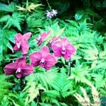 Hawaii Tropical Botanical Garden On The Big Island - Picnic In The Middle of A Nature Sanctuary