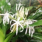 Hawaii Tropical Botanical Garden On The Big Island - Picnic In The Middle of A Nature Sanctuary