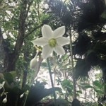 Hawaii Tropical Botanical Garden On The Big Island - Picnic In The Middle of A Nature Sanctuary