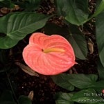 Hawaii Tropical Botanical Garden On The Big Island - Picnic In The Middle of A Nature Sanctuary