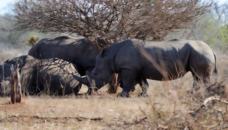 Kruger Park Is A Short Drive Away - Jane Flowers
