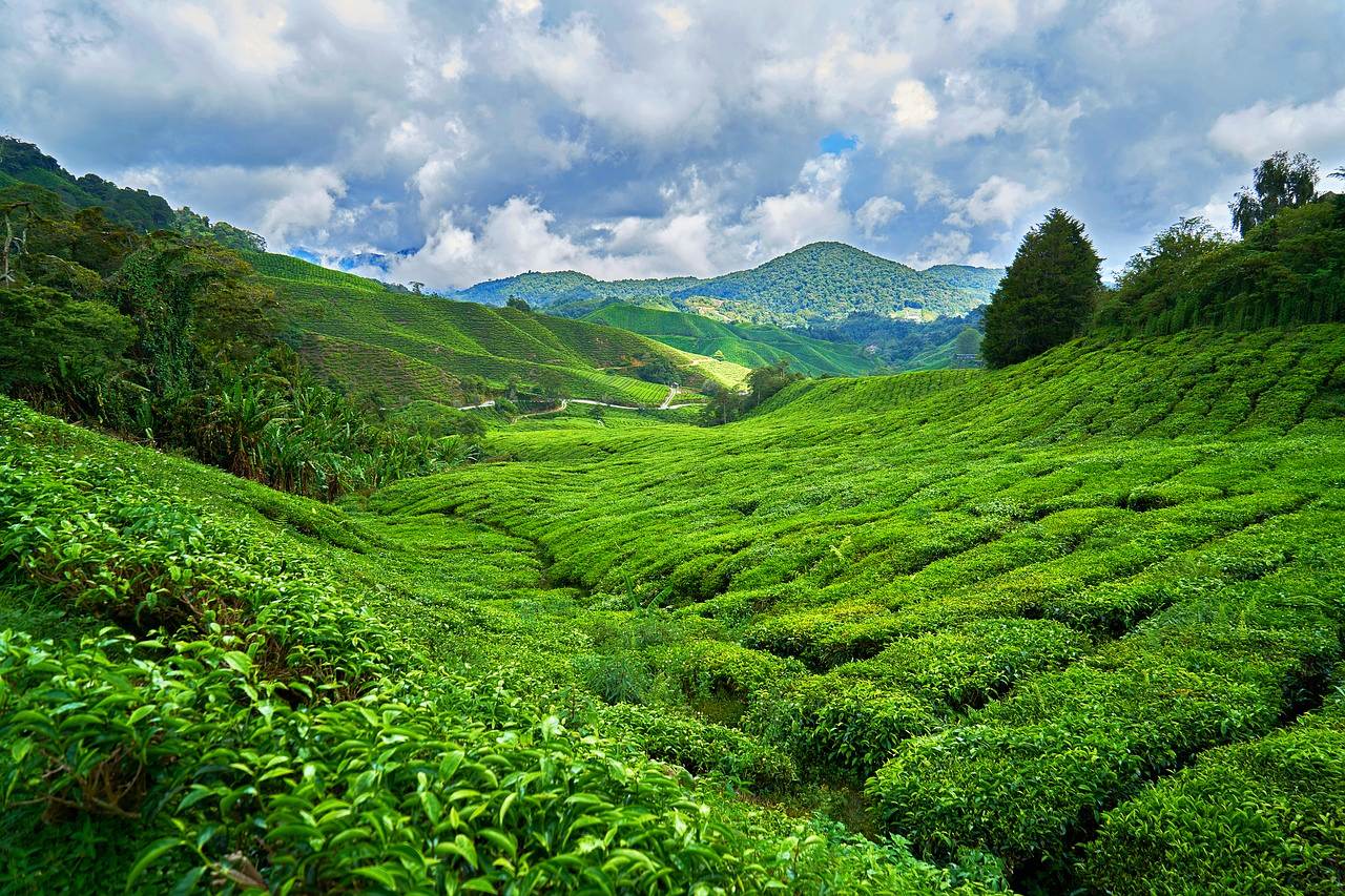 Landscape in Malaysia