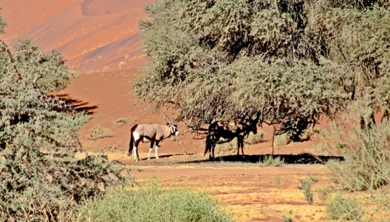 Orynx Sossusvlei Namibia - @jane Flowers - Editorial Permisssions