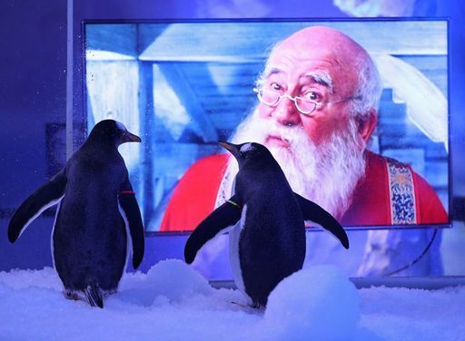 Penguins At Sea Life London Aquarium Watch Christmas Movies To Prepare For Visitors