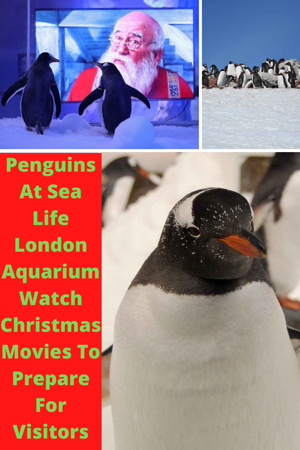 Penguins At Sea Life London Aquarium Watch Christmas Movies To Prepare For Visitors