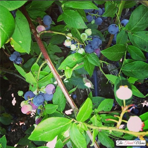 Quinn-Farm-Blueberries