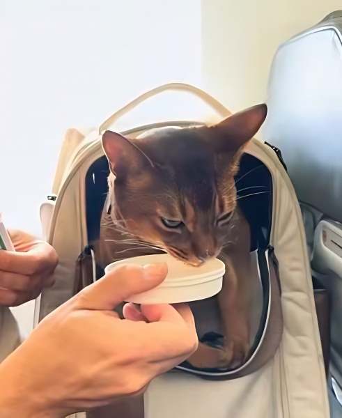 Sensej in his special backpack - YouTube