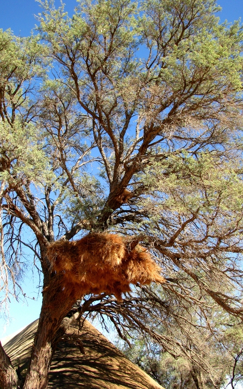 Social weavers nests abound at Sesriem - Jane Flowers