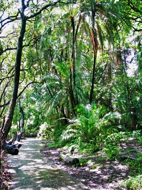 Take A Walk Through The Rain Forest - Image Credit - Jane Flowers