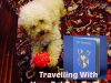 Travelling With Your Pet Dog To The UK – Everything You Need To Know!