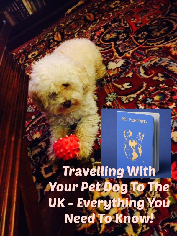 travel with dog to uk