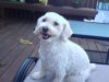 Travel Tips: How To Travel Successfully With Your Pet – What You Need To Know