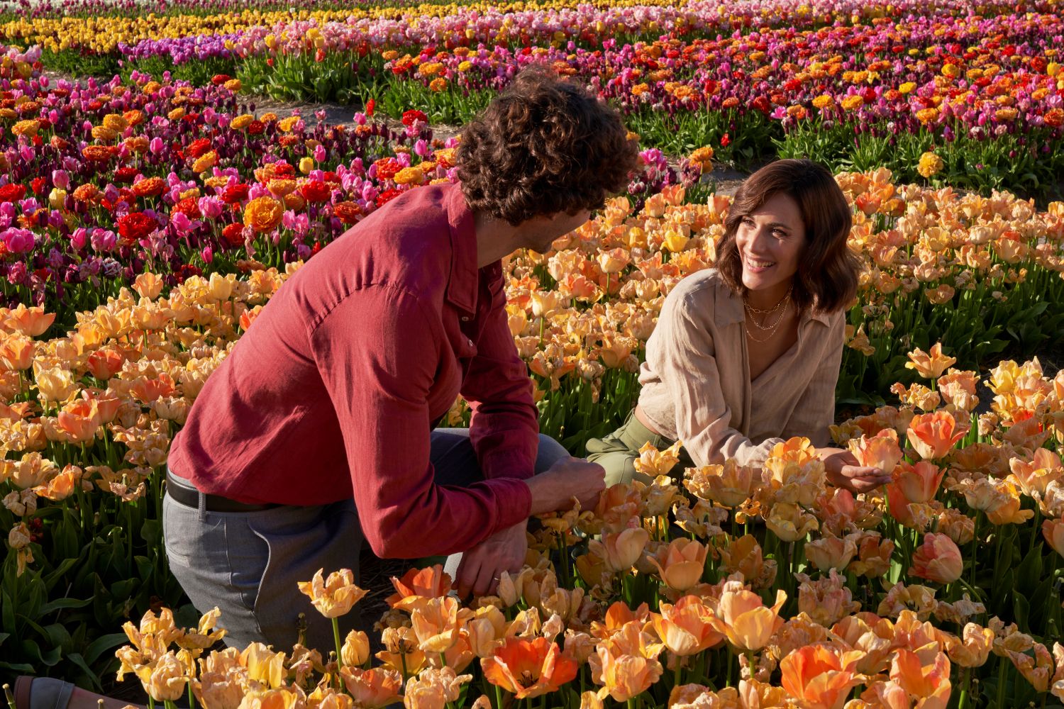 Tulips in bloom in Amsterdam, the Netherlands