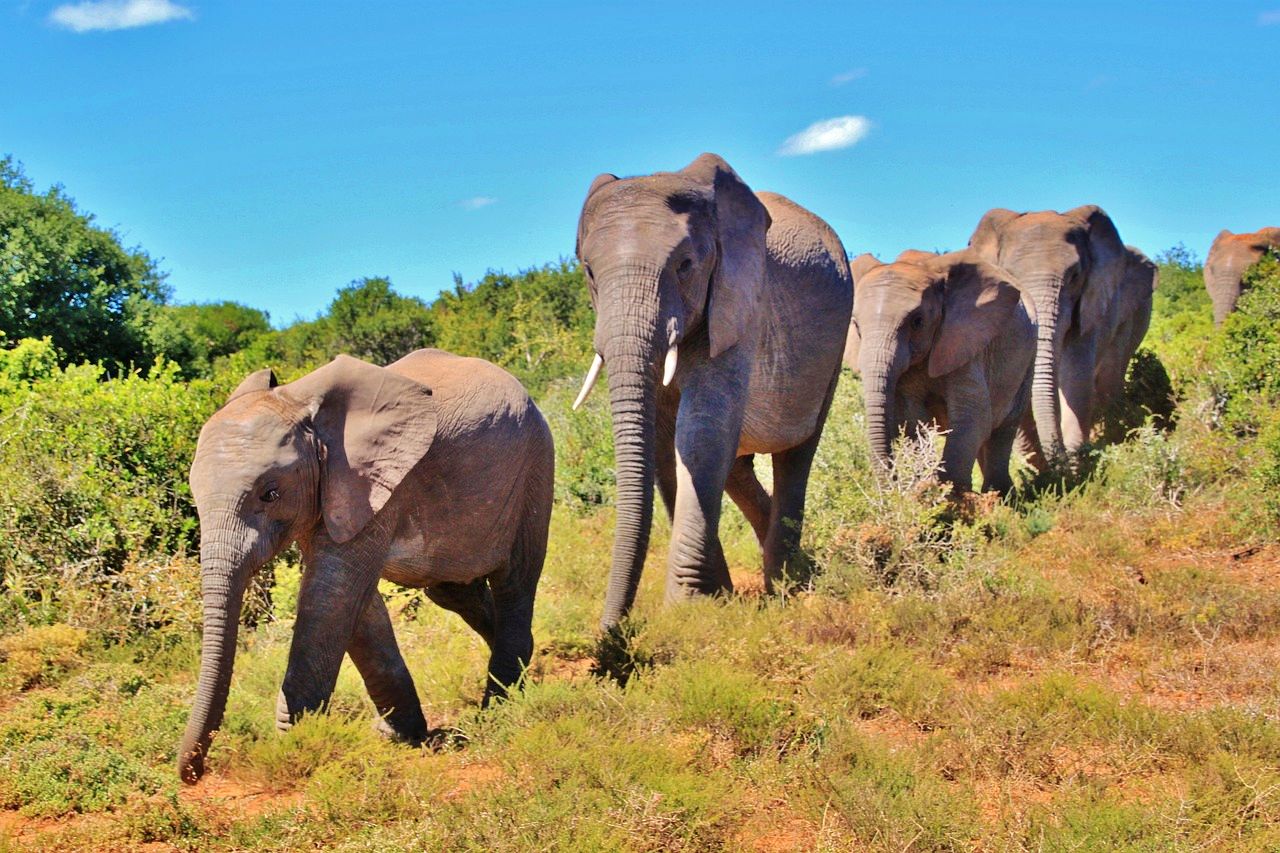 Addo Elephant National Park, South Africa