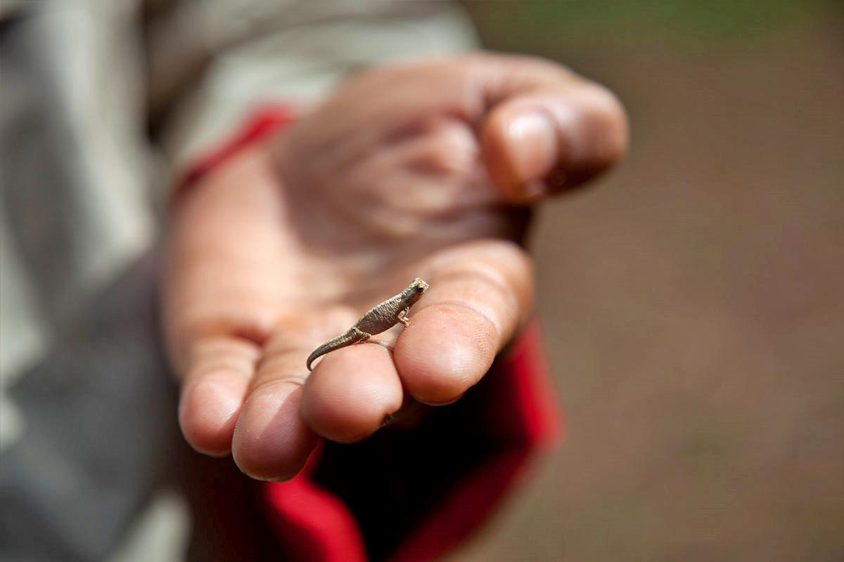 The world's smallest chameleon in Amber Mountain National Park