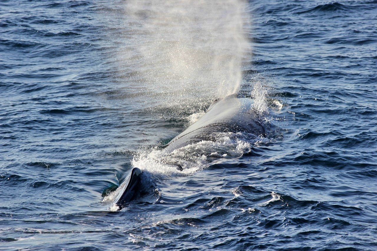 Whale in Andenes, Norway's Arctic