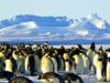 5 Best Ways To Experience True Adventure In Antarctica