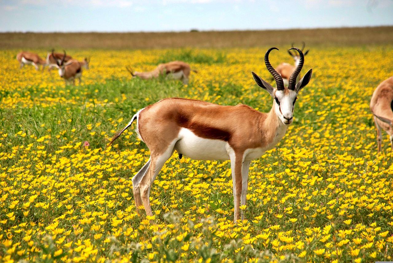 Antelope