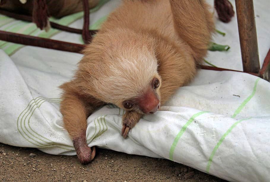 Sloth Sanctuary, Costa Rica