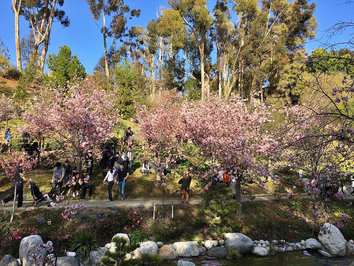 Japanese Friendship Garden, San Diego
