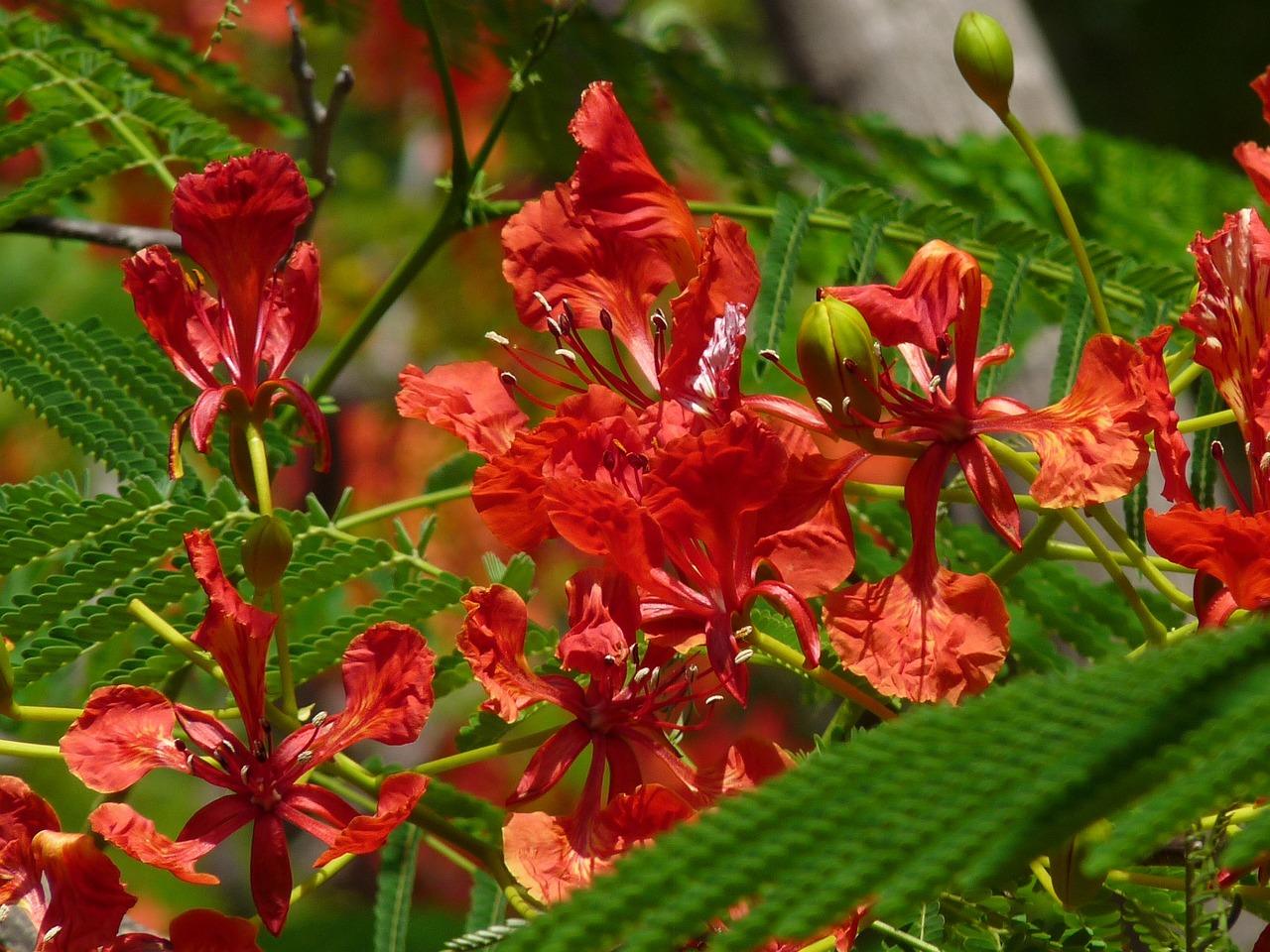 Barbados floral