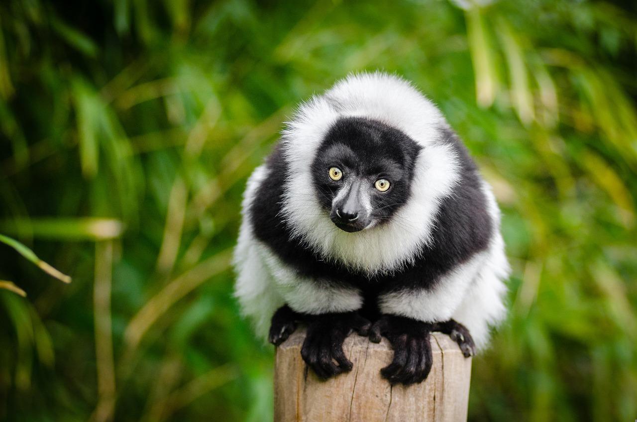Black-and-white ruffed lemur on Lemur Island