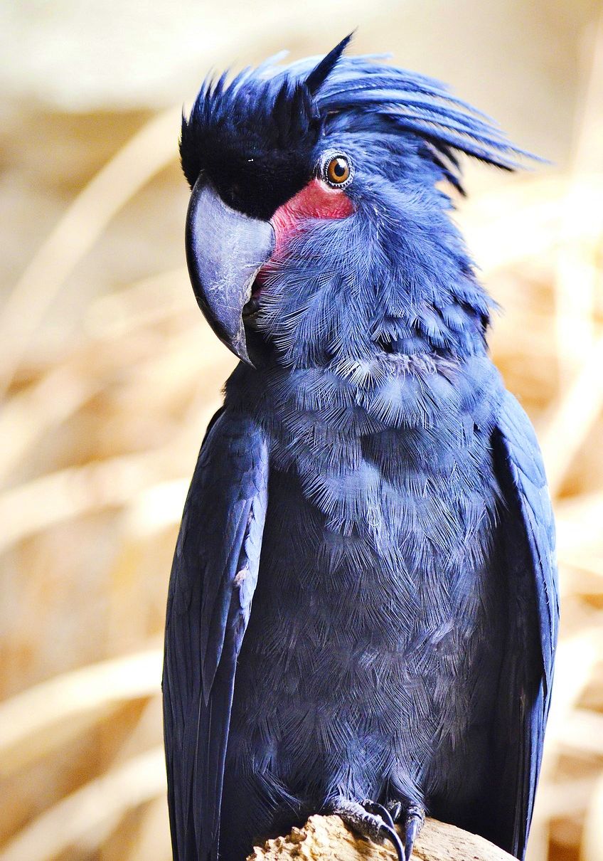 Black parrot, Praslin National Park