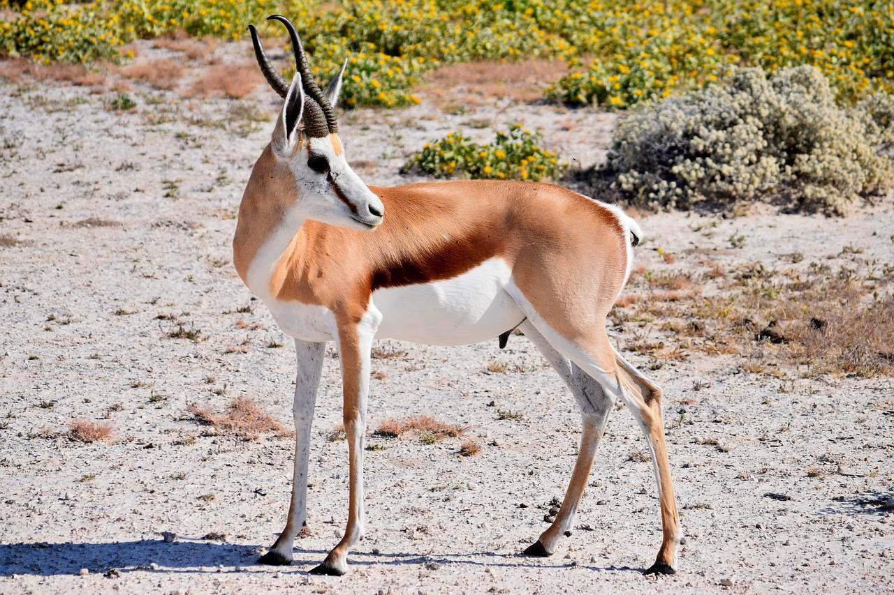 Springbok in Bwabwata National Park