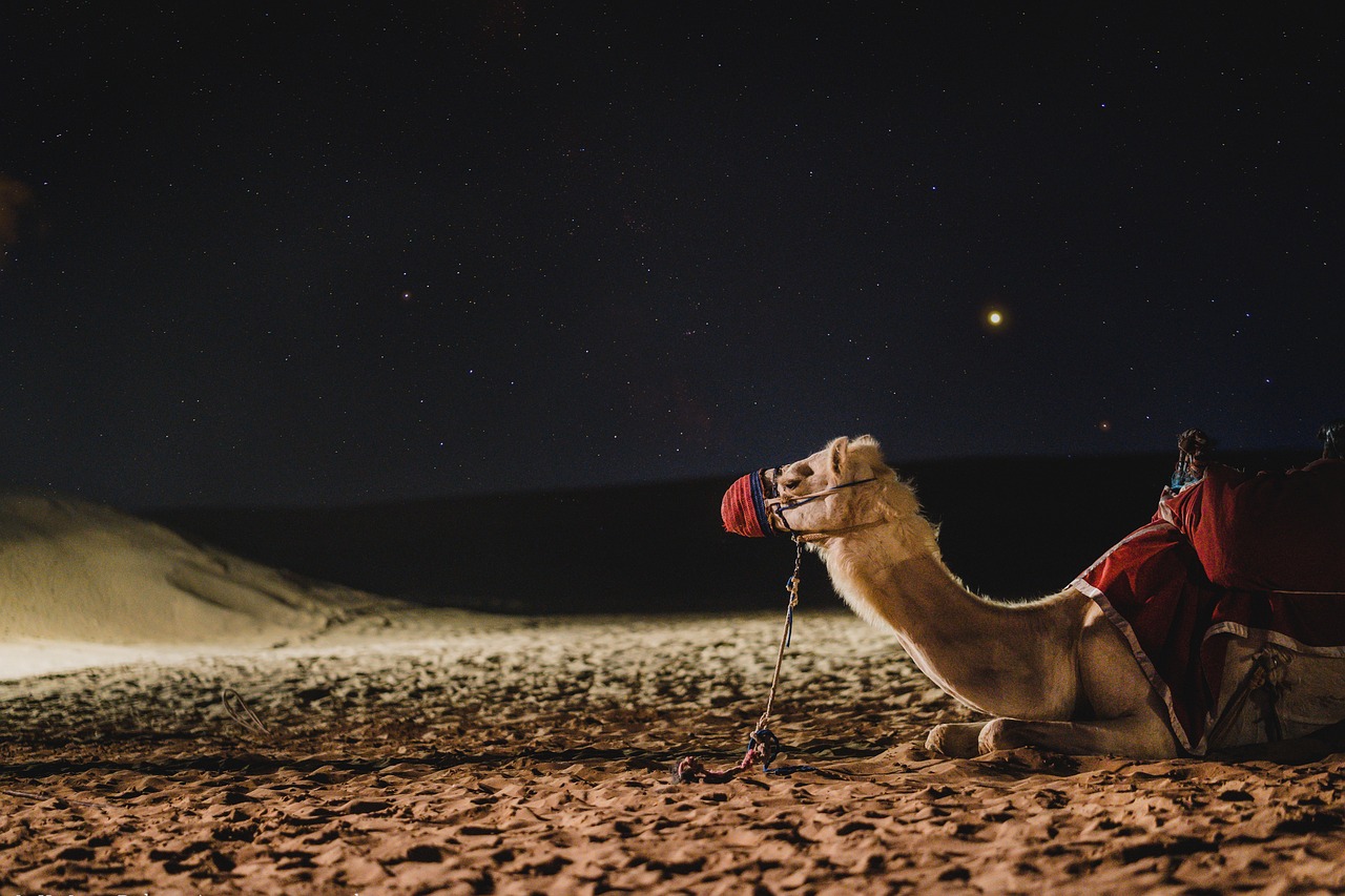 Camel in the desert around Dubai, UAE