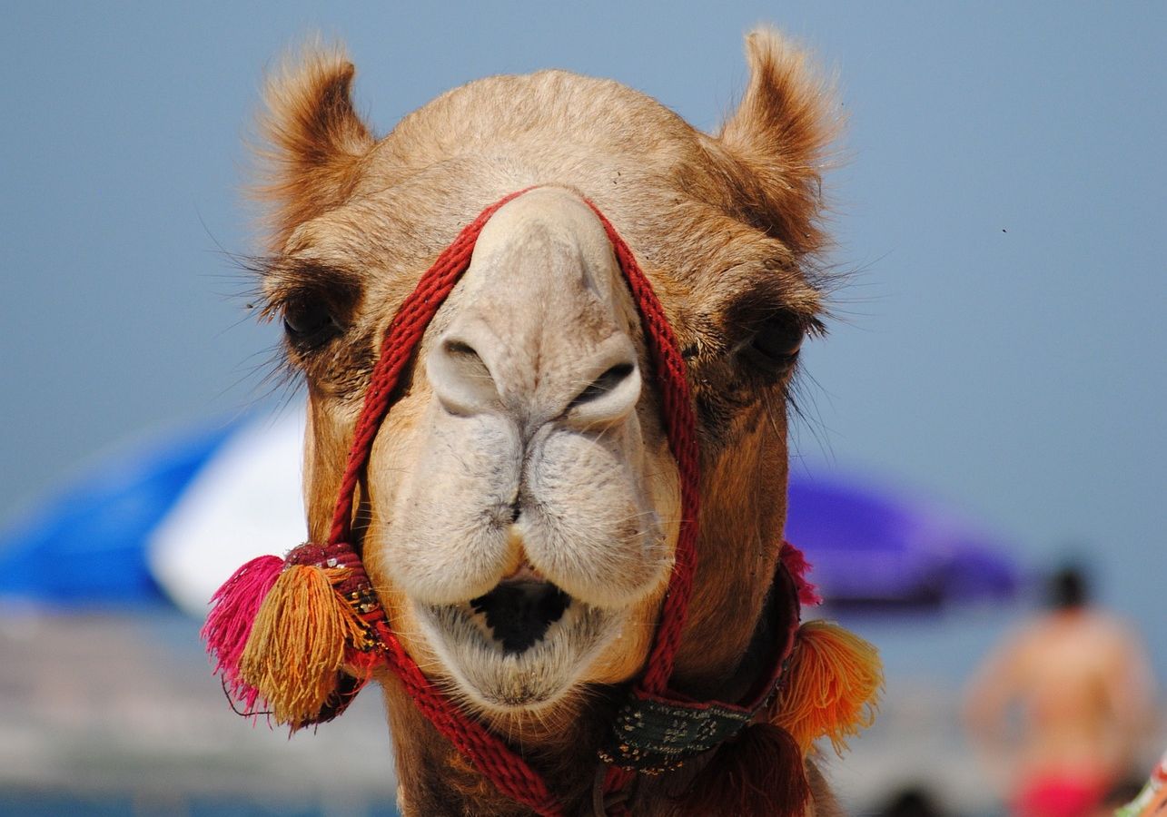 Camel in the desert