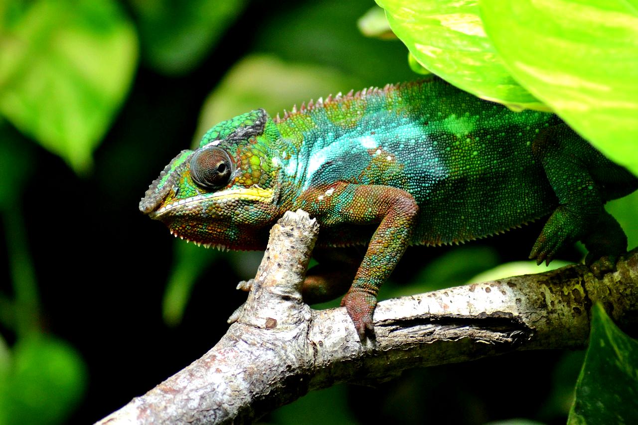 Madagascar chameleon
