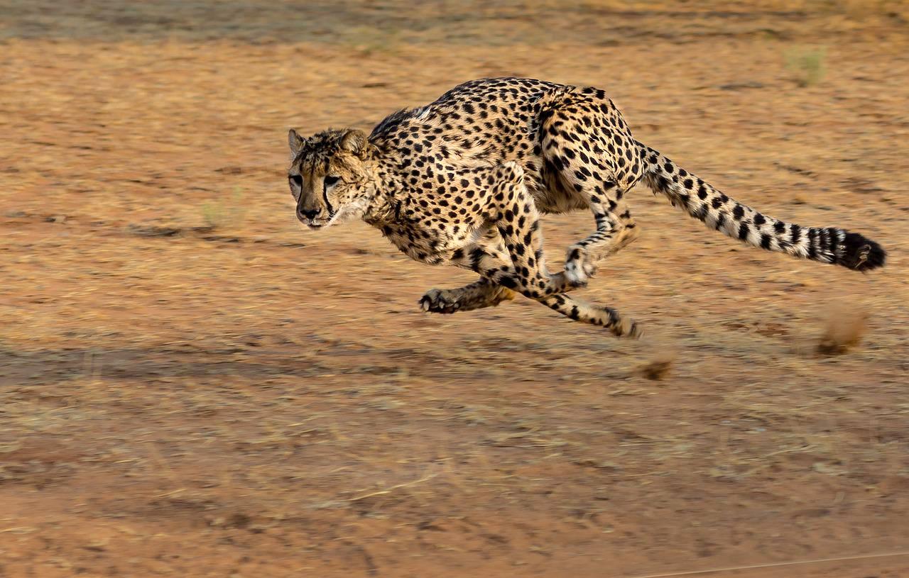 Cheetah running in Namibia