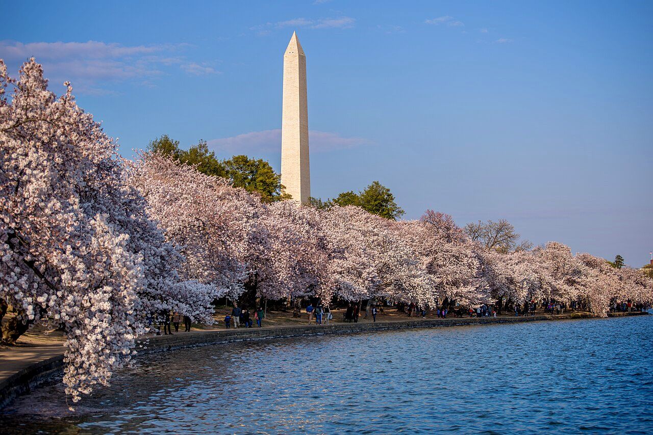National Cherry Blossom Festival